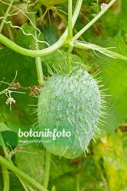 Attēlu rezultāti vaicājumam “Echinocystis lobata leaf”
