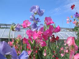 Image result for Lathyrus odoratus