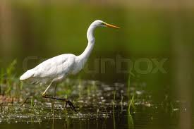 Attēlu rezultāti vaicājumam “Egretta alba adult”