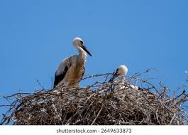 Attēlu rezultāti vaicājumam “Ciconia ciconia nest”