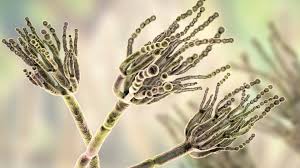 Attēlu rezultāti vaicājumam “Penicillium vulpinum”