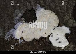 Attēlu rezultāti vaicājumam “Fuligo septica var. candida spores”