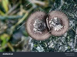 Attēlu rezultāti vaicājumam “Sarcodon imbricatum”