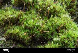 Attēlu rezultāti vaicājumam “Cynodontium strumiferum”