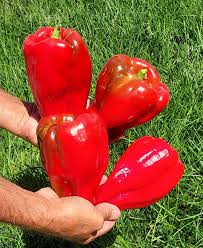 Afbeeldingsresultaat voor giant 3 sweet pepper