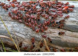 Attēlu rezultāti vaicājumam “Pyrrhocoris apterus imago”
