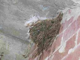 Attēlu rezultāti vaicājumam “Hirundo rustica nest”