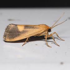 Attēlu rezultāti vaicājumam “Lymantriidae”