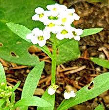 Image result for Iberis amara