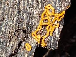 Attēlu rezultāti vaicājumam “Hemitrichia serpula”