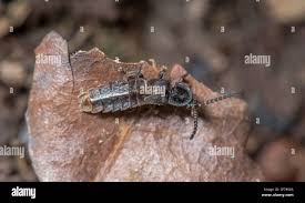 Attēlu rezultāti vaicājumam “Phosphaenus hemipterus male”