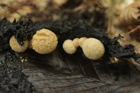 Attēlu rezultāti vaicājumam “Asterophora lycoperdoides”