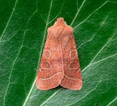 Attēlu rezultāti vaicājumam “Semioscopis avellanella imago”