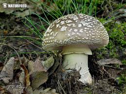 Attēlu rezultāti vaicājumam “Amanita excelsa”