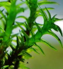 Attēlu rezultāti vaicājumam “Didymodon tophaceus”