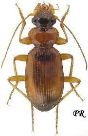 Attēlu rezultāti vaicājumam “Leistus ferrugineus”