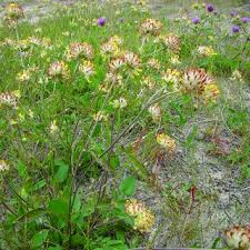 Attēlu rezultāti vaicājumam “Anthyllis vulneraria”