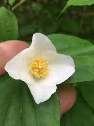 Attēlu rezultāti vaicājumam “Philadelphus coronarius”