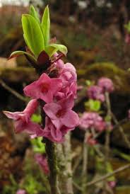 Attēlu rezultāti vaicājumam “Daphne mezereum leaf”