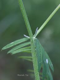 Attēlu rezultāti vaicājumam “Vicia cracca fruit”