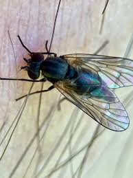 Attēlu rezultāti vaicājumam “Rhagionidae”