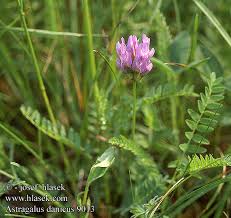 Attēlu rezultāti vaicājumam “Astragalus danicus”