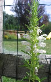 Image result for Dracocephalum moldavicum