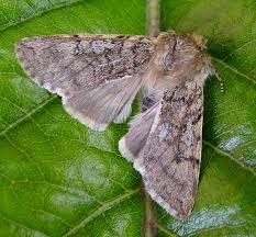 Attēlu rezultāti vaicājumam “Achlya flavicornis”