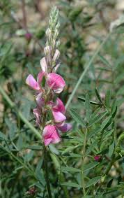 Attēlu rezultāti vaicājumam “Onobrychis arenaria”