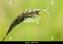 Attēlu rezultāti vaicājumam “Anthoxanthum odoratum flower”