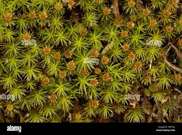 Attēlu rezultāti vaicājumam “Polytrichum juniperinum”