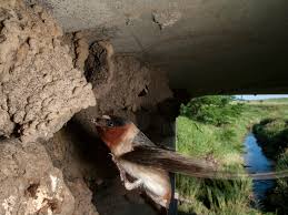 Image result for Petrochelidon pyrrhonota