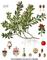 Attēlu rezultāti vaicājumam “Exobasidium uvae-ursi”