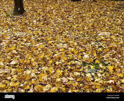 Attēlu rezultāti vaicājumam “Clavulinopsis cinerioides”