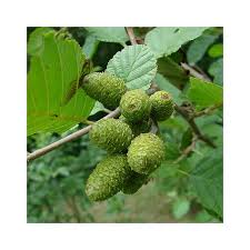 Attēlu rezultāti vaicājumam “Alnus incana fruit”