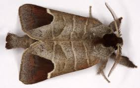 Attēlu rezultāti vaicājumam “Clostera curtula”