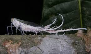 Attēlu rezultāti vaicājumam “Reticularia sp.”