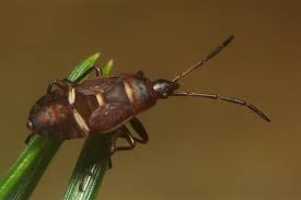 Attēlu rezultāti vaicājumam “Gastrodes grossipes”