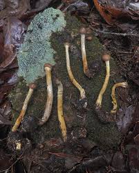 Attēlu rezultāti vaicājumam “Trichia longipalpis spores”