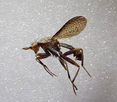 Attēlu rezultāti vaicājumam “Coremacera marginata”