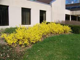 Attēlu rezultāti vaicājumam “Forsythia viridissima”