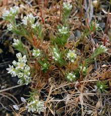 Attēlu rezultāti vaicājumam “Scleranthus perennis flower”