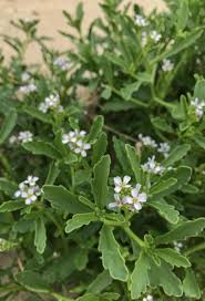 Attēlu rezultāti vaicājumam “Cakile maritima subsp. baltica leaf”
