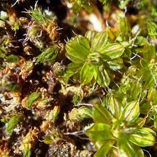 Attēlu rezultāti vaicājumam “Syntrichia”