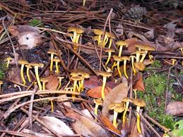 Attēlu rezultāti vaicājumam “Cantharellus lutescens”