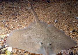 Image result for Raja asterias