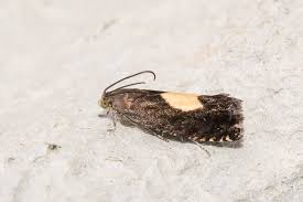 Attēlu rezultāti vaicājumam “Pammene rhediella”