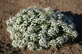 Image result for Alyssum diffusum