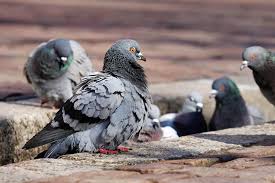 Attēlu rezultāti vaicājumam “Columba livia f. domestica adult”