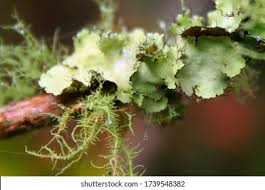 Attēlu rezultāti vaicājumam “Usnea filipendula”